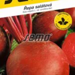 S Cvikla červená guľatá