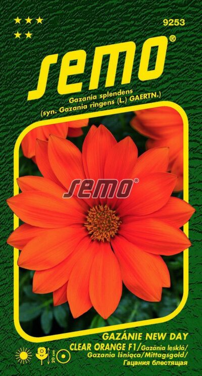 S Gazania New Day Orange 9253
