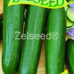 Z Uhorky sklen. Veronika F1