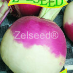 Z Vodnica Purple top