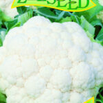 Z Karfiol neskorý Snow Lady