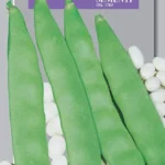 IT Fazuľa nízka Coco bianko