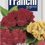 IT Plamenník Cristata multicolor